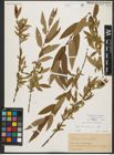 Foto von Salix triandra L.